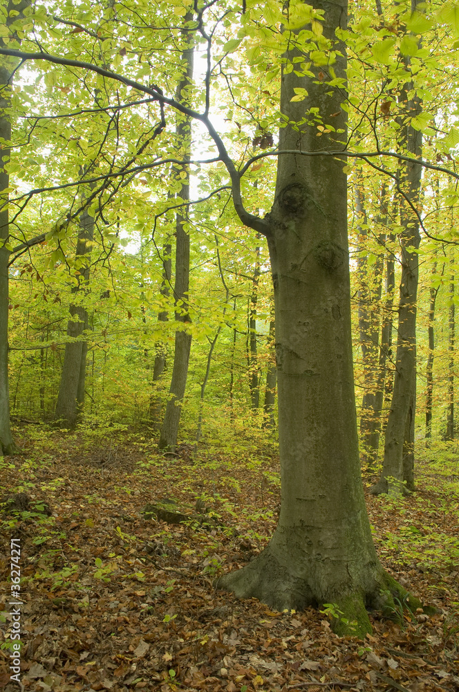 Autumn forest