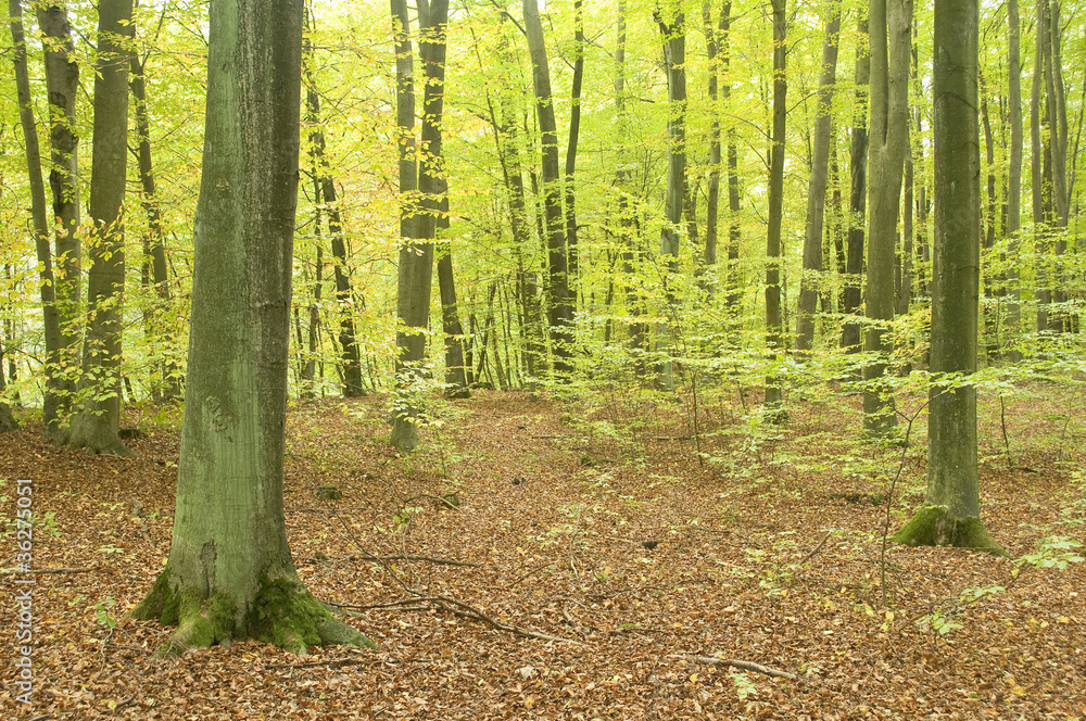 Autumn forest Autumn forest