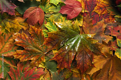 Beautiful red and yellow le...