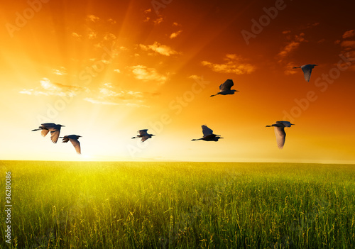 field of grass and flying birds