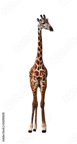 Long neck giraffe isolated on white