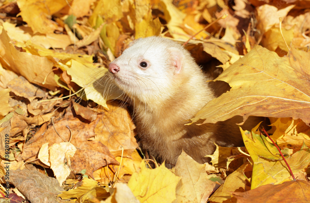 Ferret in yellow autumn leaves Ferret in yellow autumn leaves