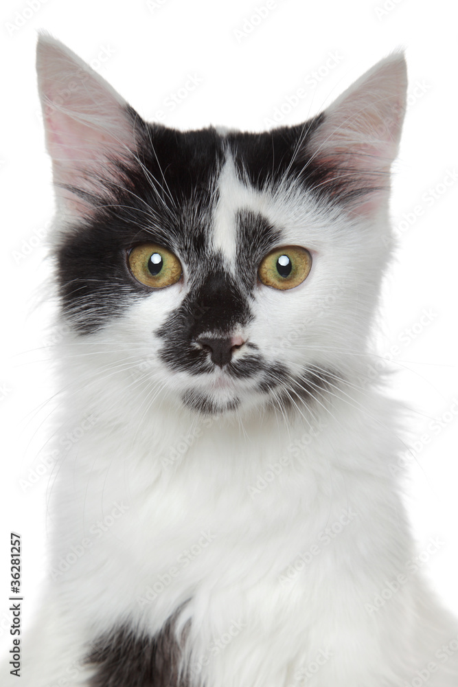 Mixed-breed beautiful cat portrait
