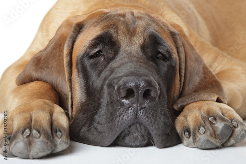 Fototapeta Naklejka Na Ścianę i Meble -  English mastiff pup (5 month) lying on a white background