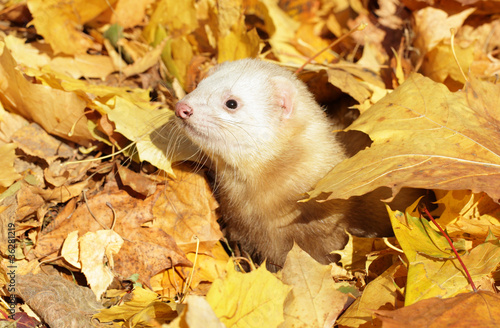 Ferret in yellow autumn leaves
