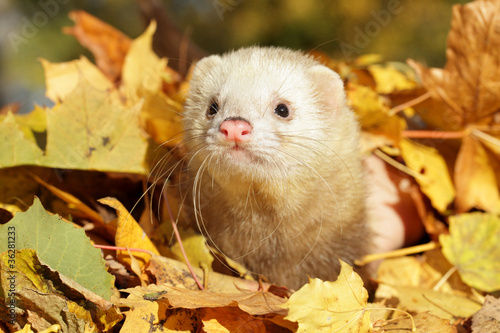 Ferret in autumn leaves