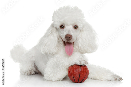 Fototapeta Naklejka Na Ścianę i Meble -  Toy poodle with ball