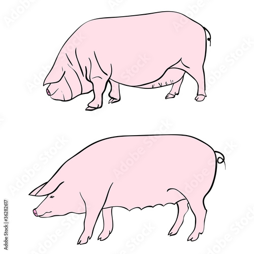 Pen drawing depicting a pig © Arrows