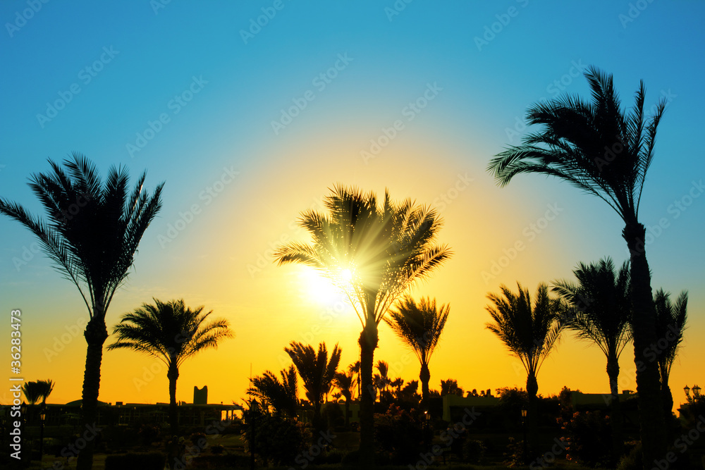 Obraz premium silhouette of palm trees against sun