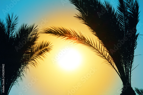 silhouette of palm trees against sun
