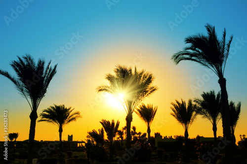 silhouette of palm trees against sun © Kokhanchikov