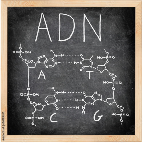 ADN - DNA in Spanish, French and Portuguese.