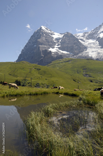 Alpine cattle by a pool with Eiger and Monch