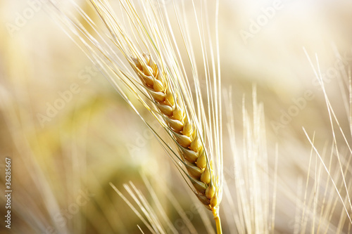 spighe di grano maturo in estate photo