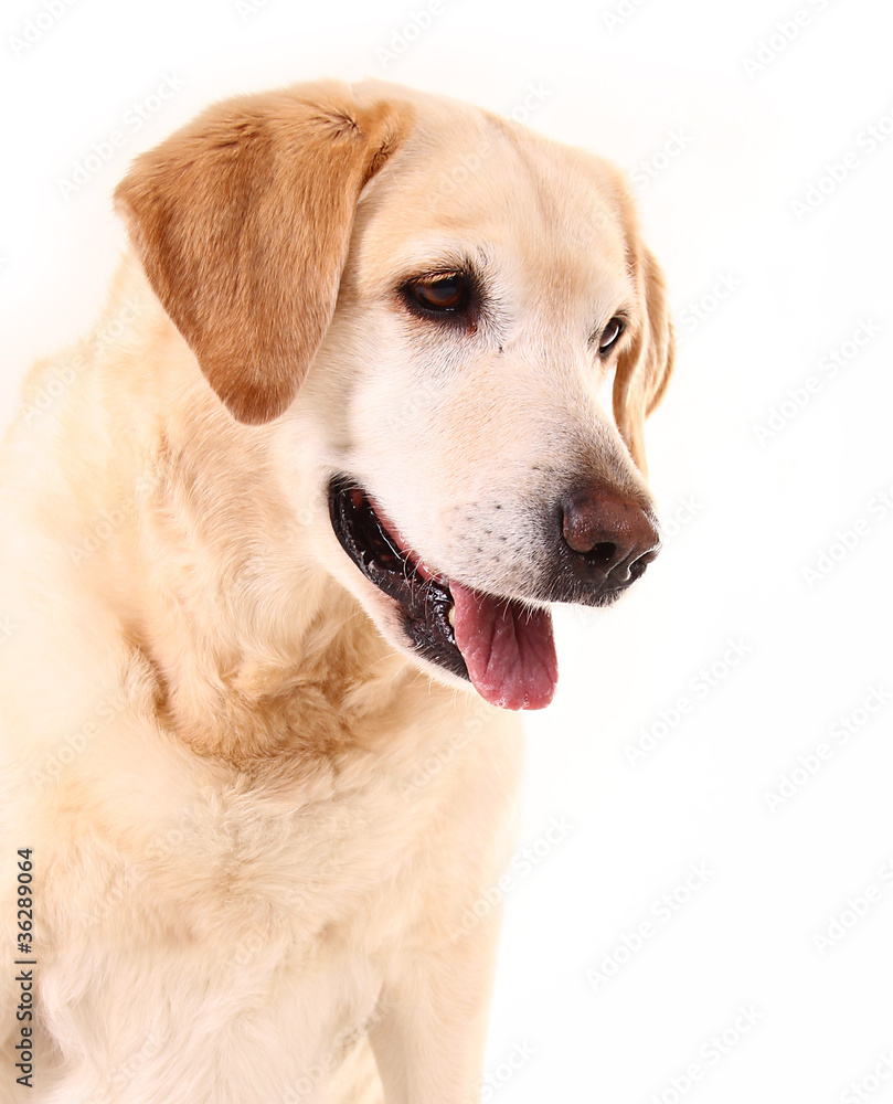 Labrador