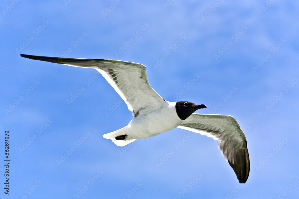 Obraz premium flying seagulls
