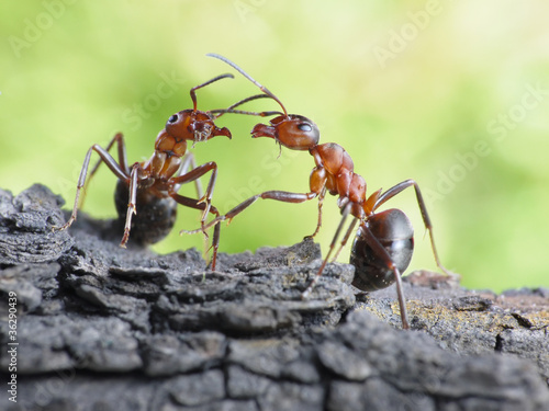 communication of ants, dialog, links © Antrey