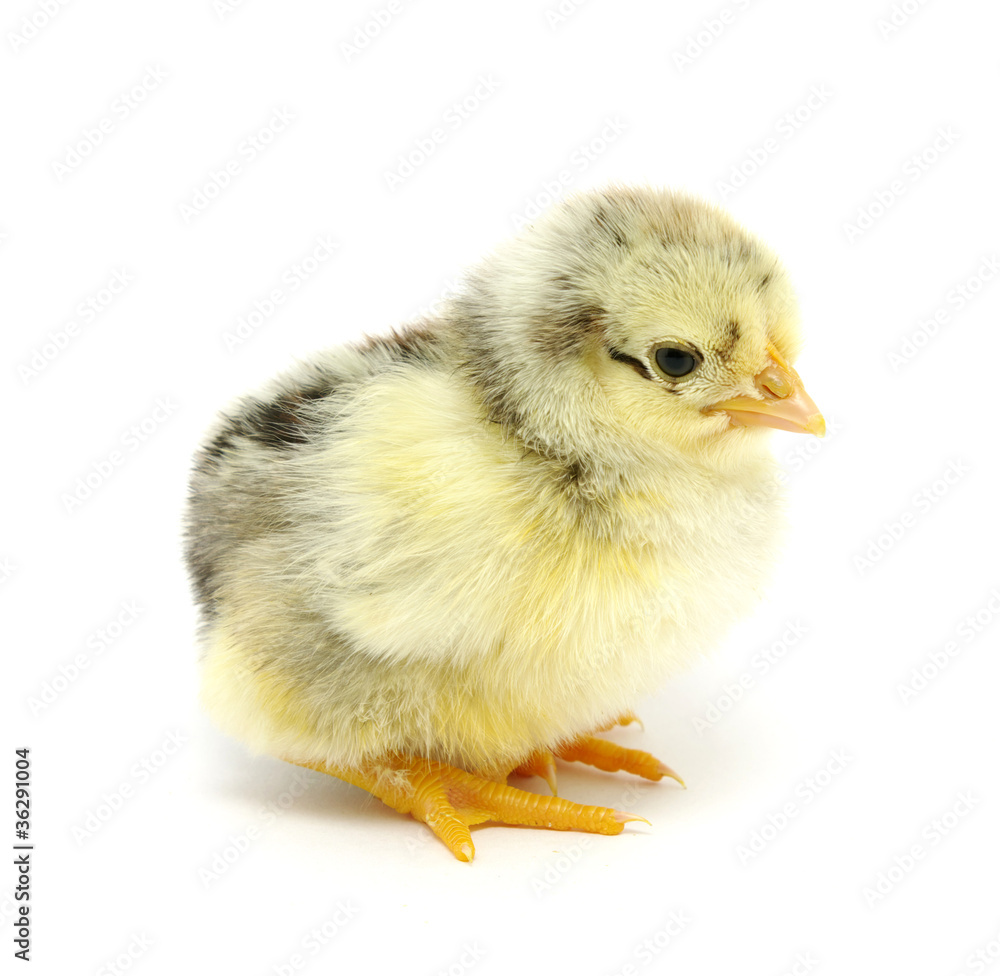 chicken chicken