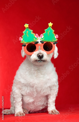 Christmas dog wearing glasses