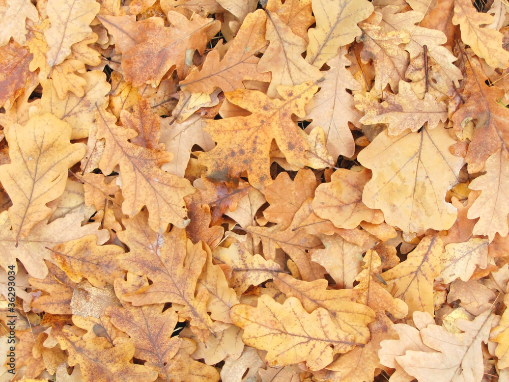 Dry oak leaves. Dry oak leaves.