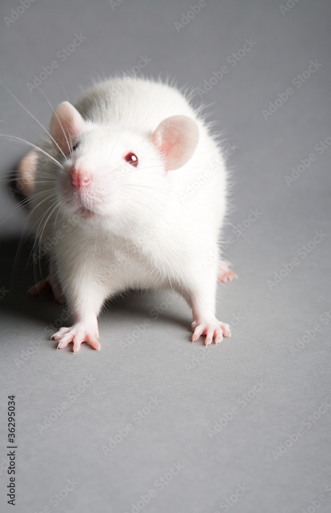 white rat white rat