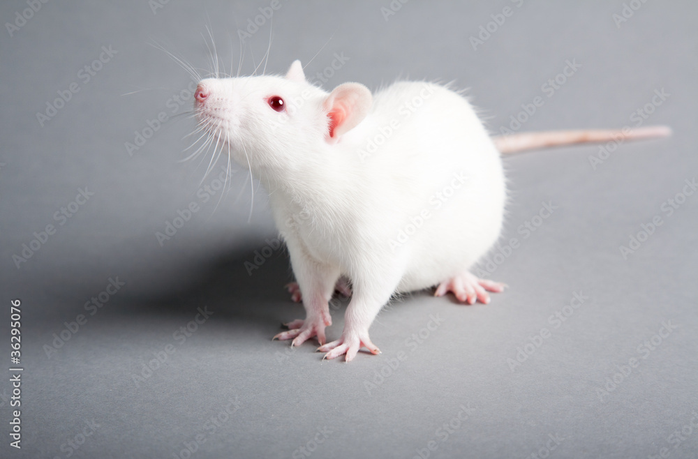 white rat white rat
