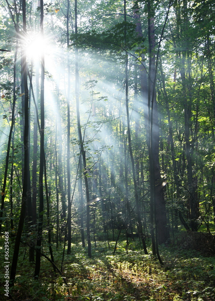 Fototapeta premium Sunny forest.