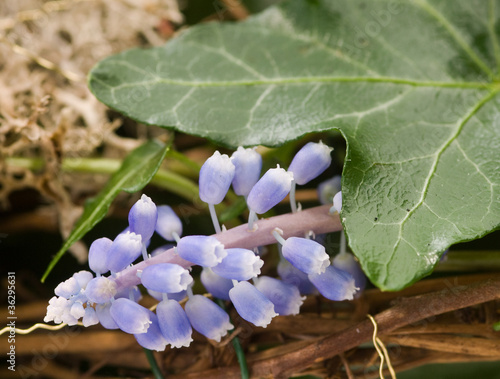 delicate flowers