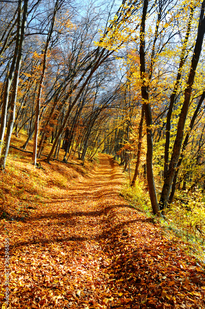 Fototapeta premium Autumn landscape