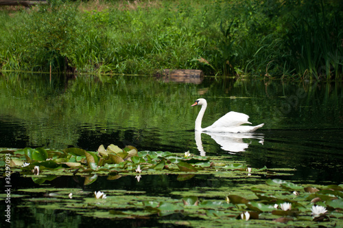 swan sailing on the lake in a forest
