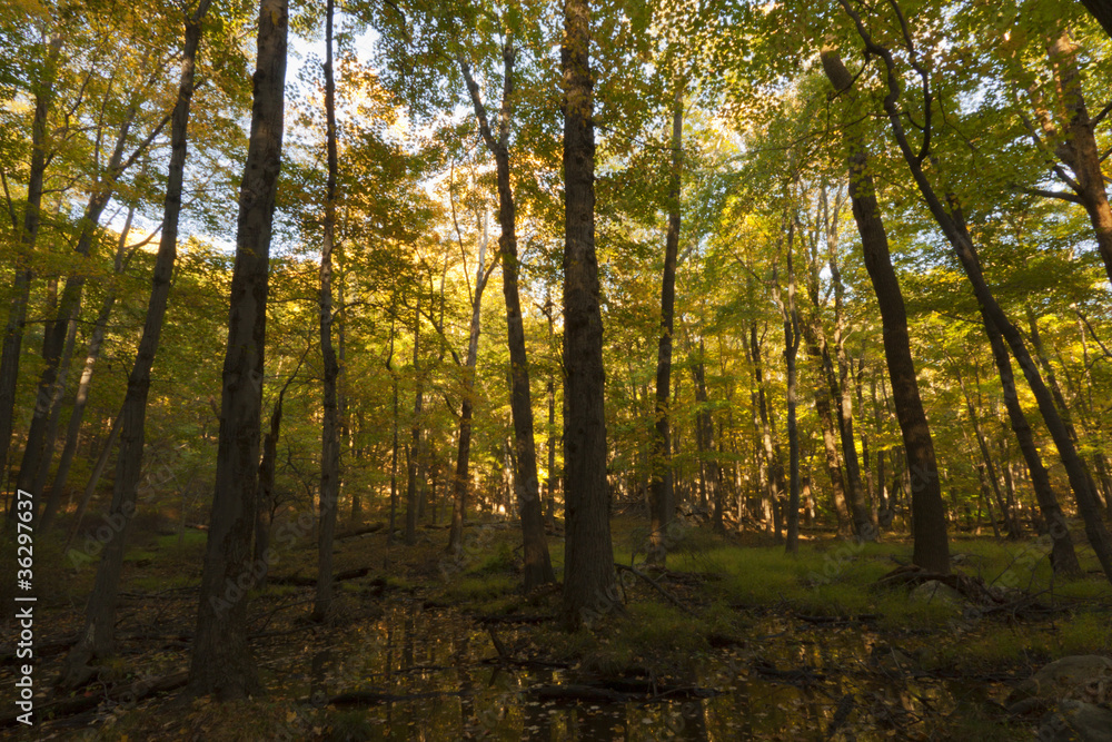 Naklejka premium Fall Scenery.