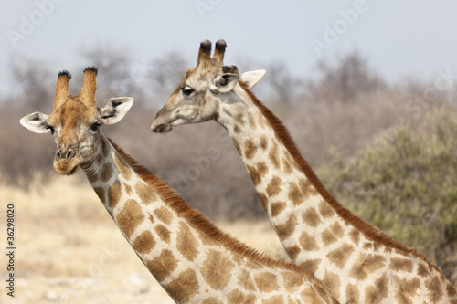 Giraffen im Etosha Nationalpark