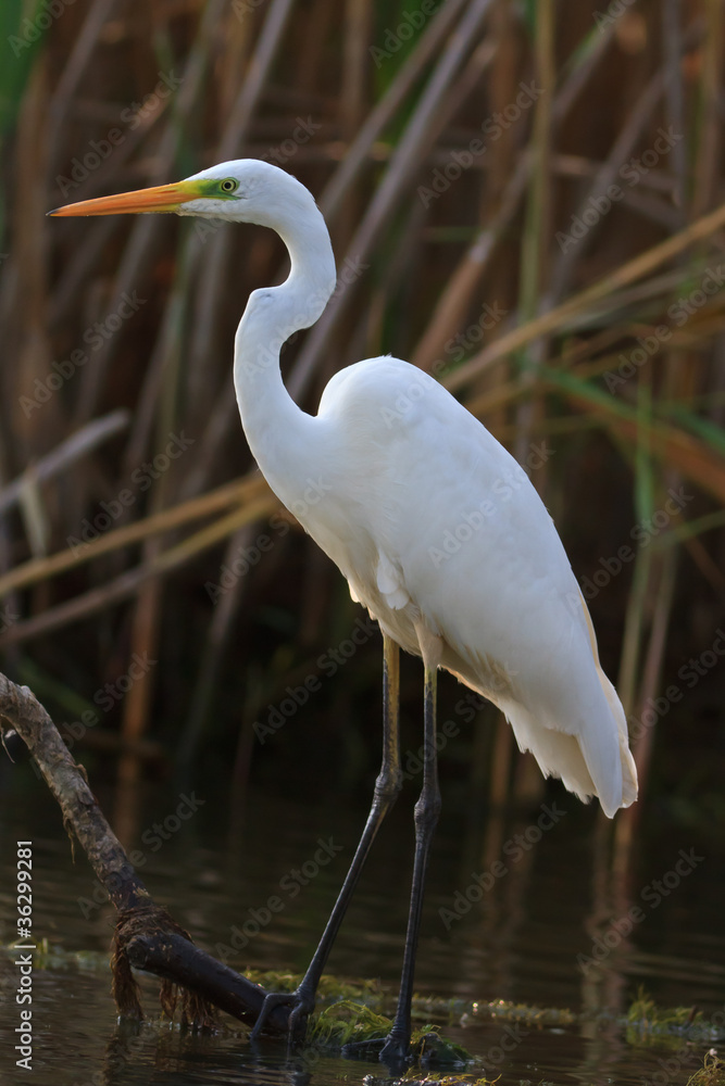 Naklejka premium great white egret