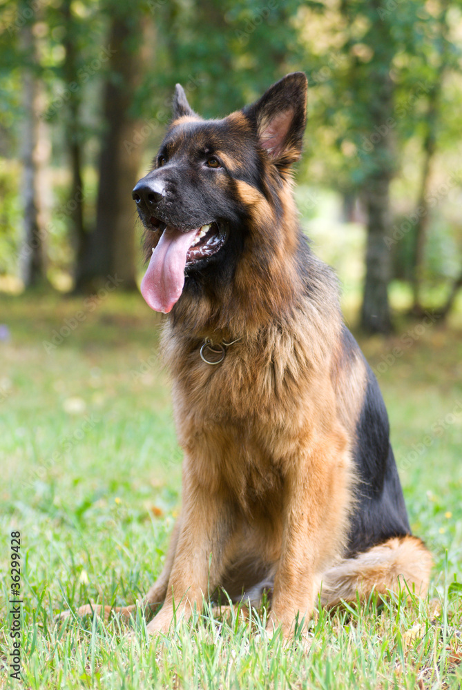 Dog breed German shepherd sitting on the grass Dog breed German shepherd sitting on the grass