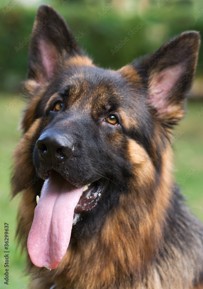 The head of the german shepherd closeup The head of the german shepherd closeup