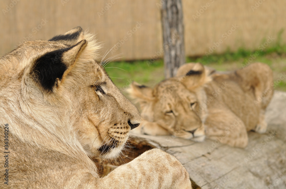 Obraz premium Lion looking at second sleeping lion on tree trunk