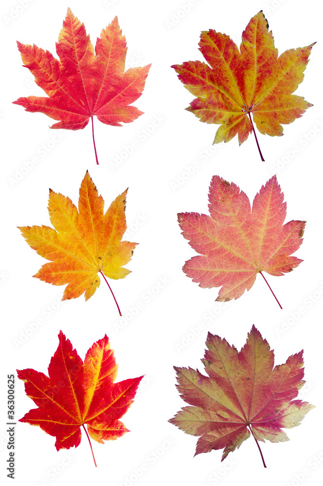 Fototapeta premium Colorful assortment of Vine Maple Leaves