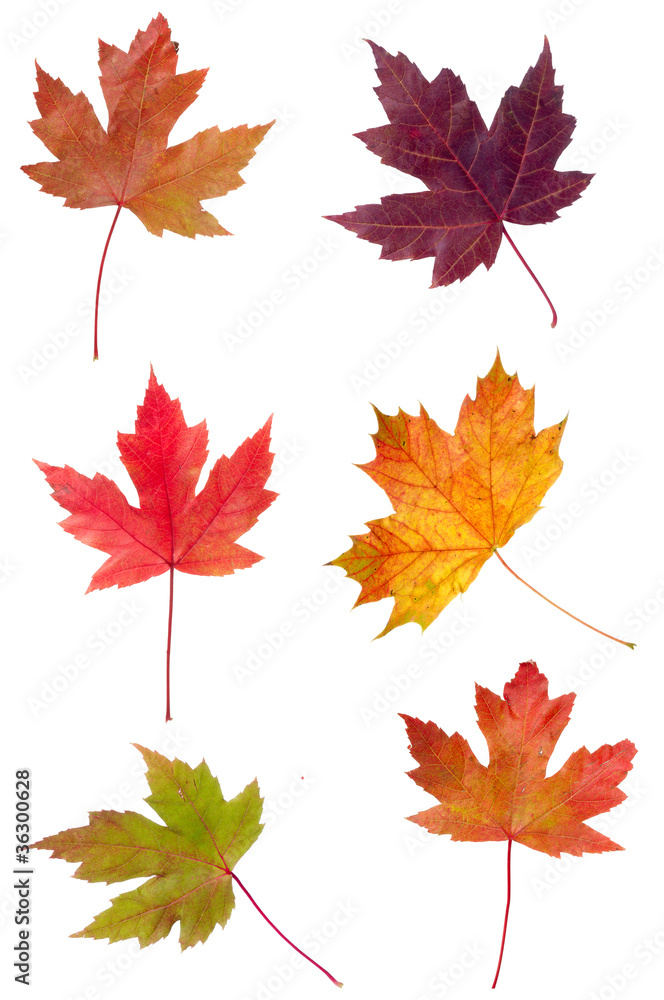Fototapeta premium Colorfull assortment of Maple Leaves