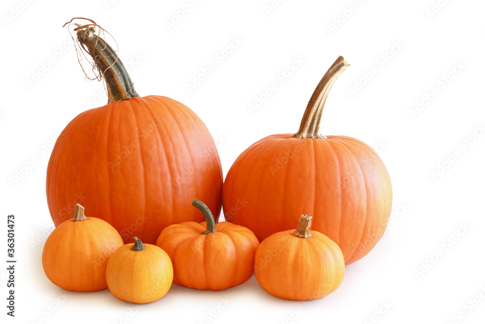 Group of six orange pumpkins touching isolated on white Group of six orange pumpkins touching isolated on white