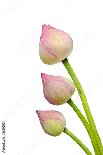 Fototapeta Naklejka Na Ścianę i Meble -  Pink lotus flower isolated on white background.