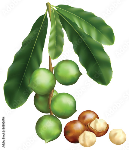 Leaves and fruits of Macadamia. Vector illustration on a white b