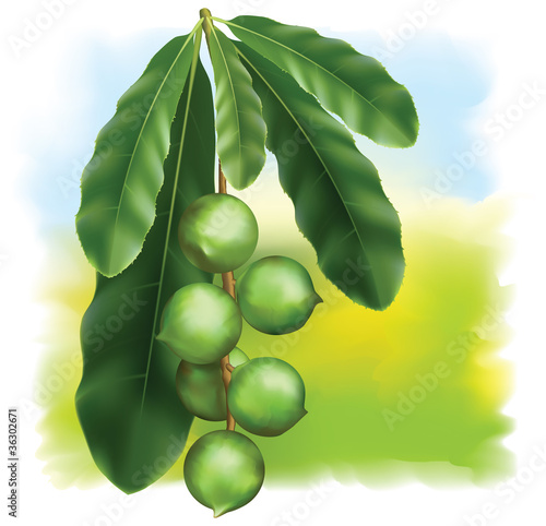 Leaves and fruits of Macadamia.
