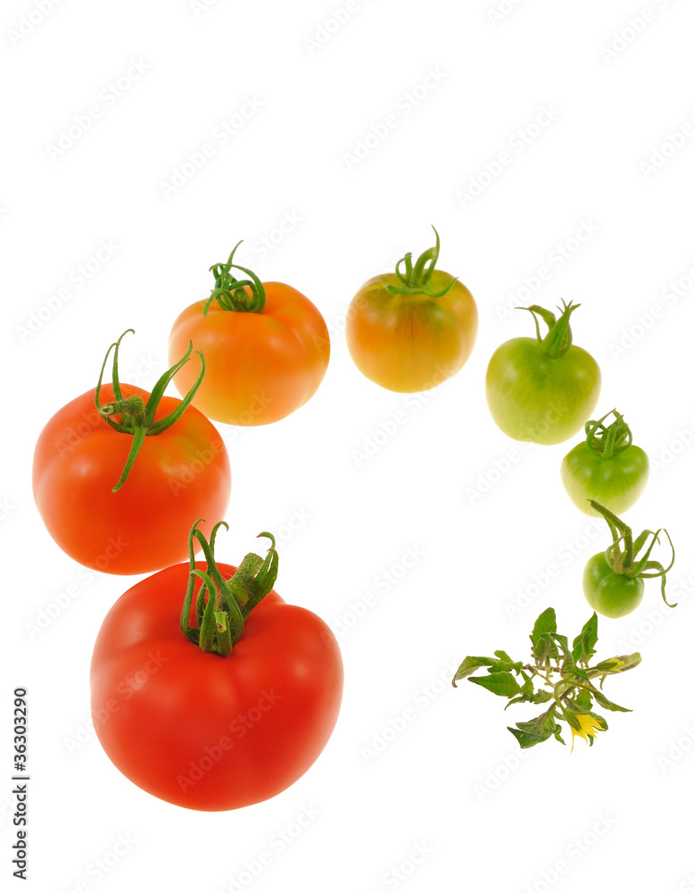 Evolution of red tomato isolated on white background Evolution of red tomato isolated on white background