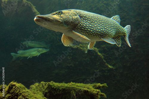 Underwater Photo of a Big Pike (Esox Lucius).
