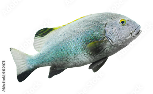The Bass fish.