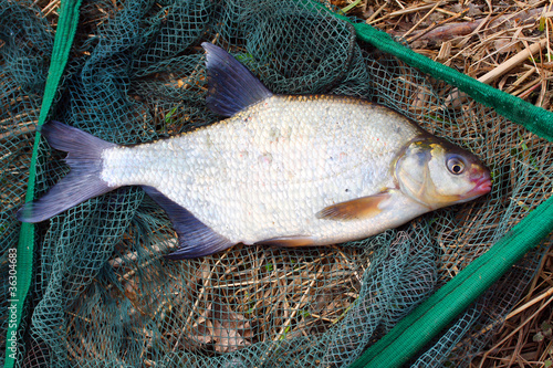 The Common bream (Abramis brama) on a landing net. photo