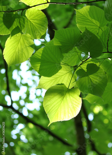 green spring foliage