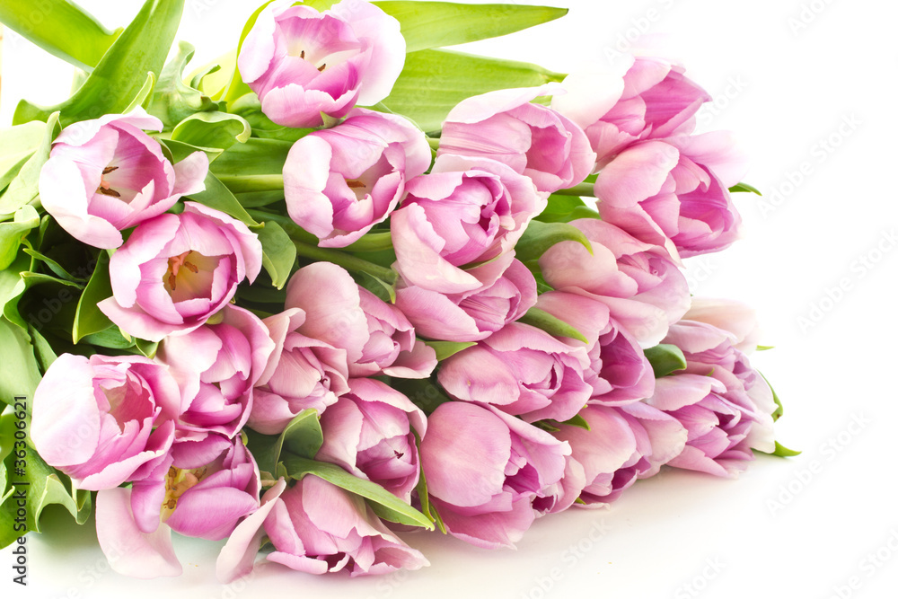 Obraz premium tulips