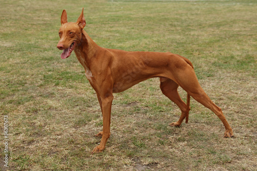 Pharaoh hound / Pharaoh dog