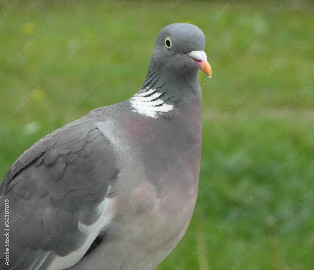 Fototapeta premium Common Wood Pigeon
